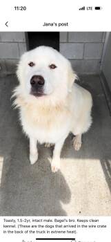 Rescue Great Pyrenees Dogs for Adoption in Indianapolis, Indiana - Tostee- New To Rescue - Friendly Boy - Needs Foster | PetCurious