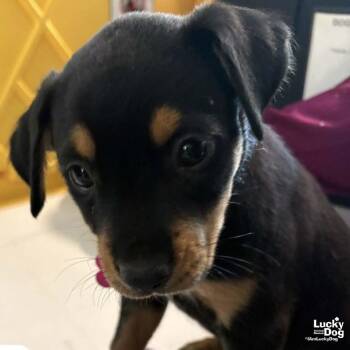 Spaniel Dogs Available for Adoption in Washington, District Of Columbia - Chani | PetCurious