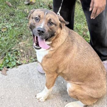 Brownie Sundae -  Akita and Pit Bull Terrier Dog for Adoption in East St. Louis, Illinois - Brownie Sundae | PetCurious