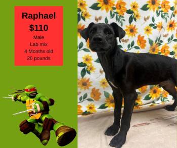 Rescue Labrador Retriever Dogs for Adoption in Decatur, Alabama - Raphael | PetCurious