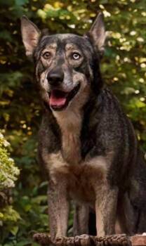 Sosa -  Husky Dog for Adoption in Sumter, South Carolina - Sosa | PetCurious
