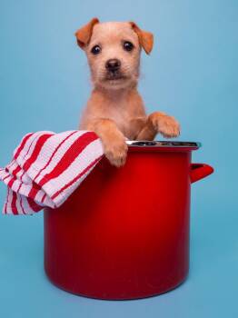 Norfolk Terrier and Chihuahua Dogs Available for Adoption in Palo Alto, California - Seafood: Andouille | PetCurious