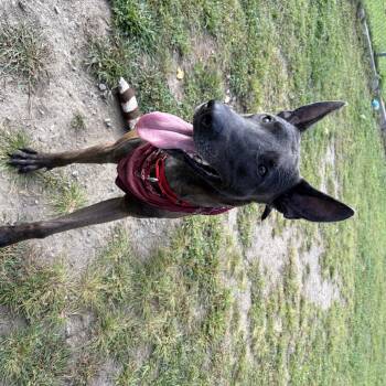 Johnny -  Belgian Shepherd Malinois Dog for Adoption in Cranston, Rhode Island - Johnny | PetCurious