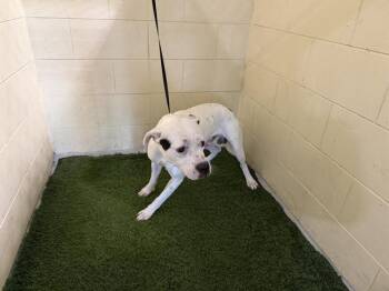 Rescue American Bulldog and Mixed Breed Dogs for Adoption in Winter Haven, Florida - A1246039 | PetCurious
