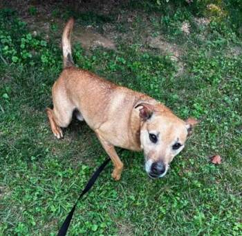 Forrest -  Mixed Breed Dog for Adoption in Fairfax, Virginia - Forrest | PetCurious