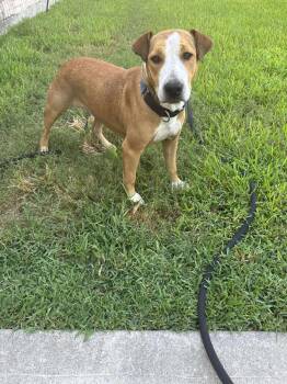 Rescue Pit Bull Terrier Dogs for Adoption in Yonkers, New York - Blueberry | PetCurious