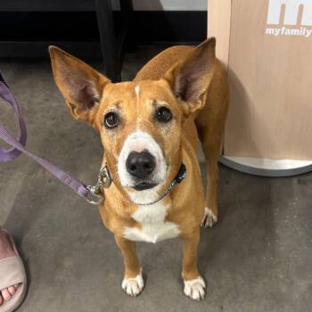 Tiare -  Basenji and Mixed Breed Dog for Adoption in Tampa, Florida - Tiare | PetCurious