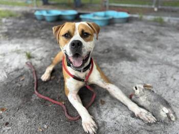 HORIZON -  Pit Bull Terrier and Mixed Breed Dog for Adoption in St. Cloud, Florida - HORIZON | PetCurious