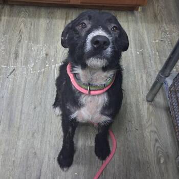Cosmo -  Border Collie and Schnauzer Dog for Adoption in Summerville, South Carolina - Cosmo | PetCurious