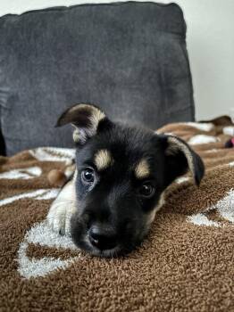 CANDY -  Shepherd Dog for Adoption in Broomfield, Colorado - CANDY | PetCurious