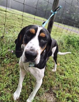 Daisy May -  Treeing Walker Coonhound Dog for Adoption in Westminster, Maryland - Daisy May | PetCurious