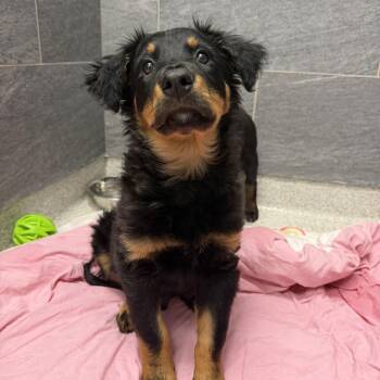 Mixed Breed Dogs Available for Adoption in Cooperstown, New York - Bat Girl  | PetCurious