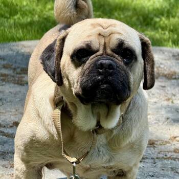 Cleo -  Pug Dog for Adoption in Oak Bluffs, Massachusetts - Cleo | PetCurious