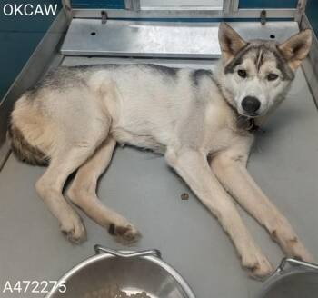 Siberian Husky Dogs Available for Adoption in Oklahoma City, Oklahoma - SELENA | PetCurious