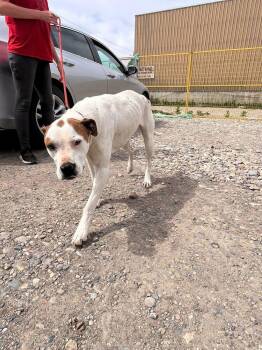 Pit Bull Terrier and Mixed Breed Dogs Available for Adoption in Calgary, Alberta - Whisper | PetCurious