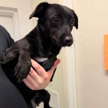 Jessie -  Black Labrador Retriever Dog for Adoption in Weaverville, California - Jessie | PetCurious