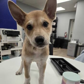 Dingo -  Husky Dog for Adoption in Waco, Texas - Dingo | PetCurious