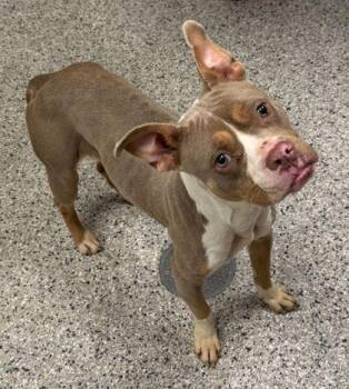 Pit Bull Terrier and Mixed Breed Dogs Available for Adoption in Kansas City, Missouri - Chandi | PetCurious
