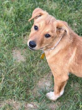 Neena -  Australian Cattle Dog Blue Heeler Dog for Adoption in Salt Lake City, Utah - Neena | PetCurious