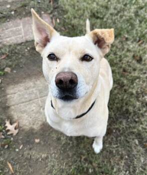 Labrador Retriever Dogs Available for Adoption - Leia | PetCurious