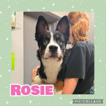 Sweet Rosie -  Australian Shepherd and Bernese Mountain Dog Dog for Adoption in Ringwood, New Jersey - Sweet Rosie | PetCurious