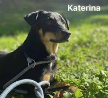 Rescue Mixed Breed Dogs for Adoption in Cincinnati, Ohio - Katerina | PetCurious