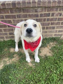 Rescue Labrador Retriever and Great Pyrenees Dogs for Adoption in Dickson, Tennessee - Chalamet | PetCurious