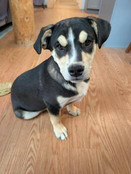 Shepherd Dogs Available for Adoption in Pagosa Springs, Colorado - Elevation  | PetCurious