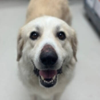 Rescue Great Pyrenees Dogs for Adoption in New York, New York - Brie | PetCurious