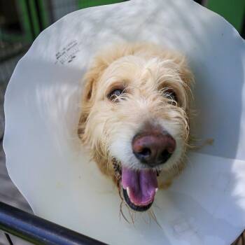 Mr Magoo -  Standard Poodle and Golden Retriever Dog for Adoption in Bradenton, Florida - Mr Magoo | PetCurious