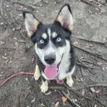 TSUNAMI -  Husky Dog for Adoption in Fernandina Beach, Florida - TSUNAMI | PetCurious