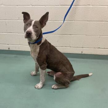 Rescue Mixed Breed Dogs for Adoption in Memphis, Tennessee - Mac | PetCurious