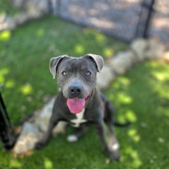 Jasmine -  Mixed Breed Dog for Adoption in Port Charlotte, Florida - Jasmine | PetCurious