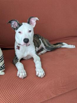 Solene -  Pit Bull Terrier Dog for Adoption in Sedalia, Colorado - Solene | PetCurious