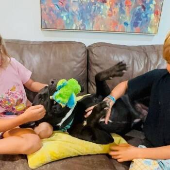 Roscoe Cuddle Family Dog -  Pit Bull Terrier and Black Labrador Retriever Dog for Adoption in Friendswood, Texas - Roscoe Cuddle Family Dog | PetCurious
