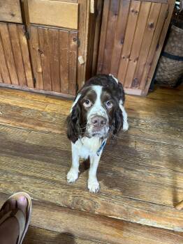 English Springer Spaniel Dogs Available for Adoption in Greenwich, New York - Jerry Springer | PetCurious