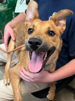 Blue -  Belgian Shepherd Sheepdog Dog for Adoption in New Braunfels, Texas - Blue | PetCurious