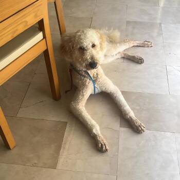 Standard Poodle Dogs Available for Adoption in Auburn, Washington - LUCKY | PetCurious