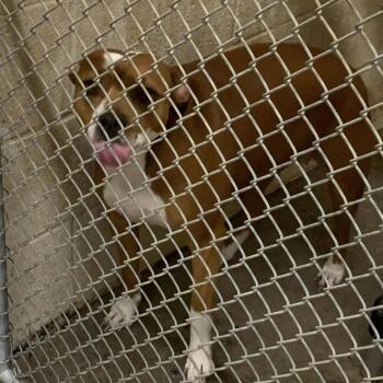 Sadie -  Terrier Dog for Adoption in Cleveland, Mississippi - Sadie | PetCurious