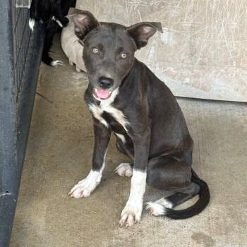 Cleo -  Hound and Pit Bull Terrier Dog for Adoption in Birmingham, Alabama - Cleo | PetCurious