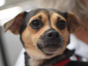Daisy -  Chihuahua Dog for Adoption in Portland, Oregon - Daisy | PetCurious