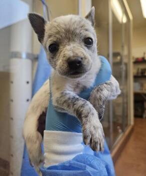 Maltese and Australian Cattle Dog Blue Heeler Dogs Available for Adoption - Delaney | PetCurious