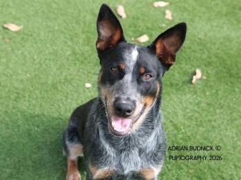 Mixed Breed Dogs Available for Adoption - Dreamcast | PetCurious
