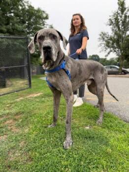 KANE -  Great Dane Dog for Adoption in Boston, Massachusetts - KANE | PetCurious