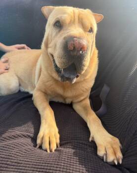 Rescue Shar Pei Dogs for Adoption in Southlake, Texas - Chilaquiles | PetCurious