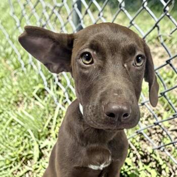 Paypal -  Terrier Dog for Adoption in Parrish, Alabama - Paypal | PetCurious