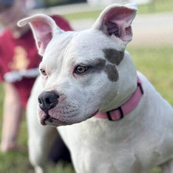 Rescue American Staffordshire Terrier Dogs for Adoption in Columbia, South Carolina - Rueger | PetCurious