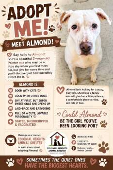 Almond -  Mixed Breed Dog for Adoption in Colonial Heights, Virginia - Almond | PetCurious