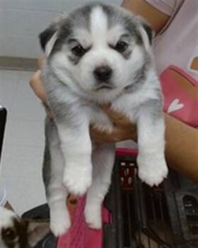 DOVE -  Siberian Husky and Mixed Breed Dog for Adoption in Oklahoma City, Oklahoma - DOVE | PetCurious
