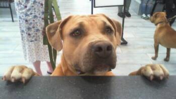 Pit Bull Terrier Dogs Available for Adoption - BUTTERSCOTCH | PetCurious